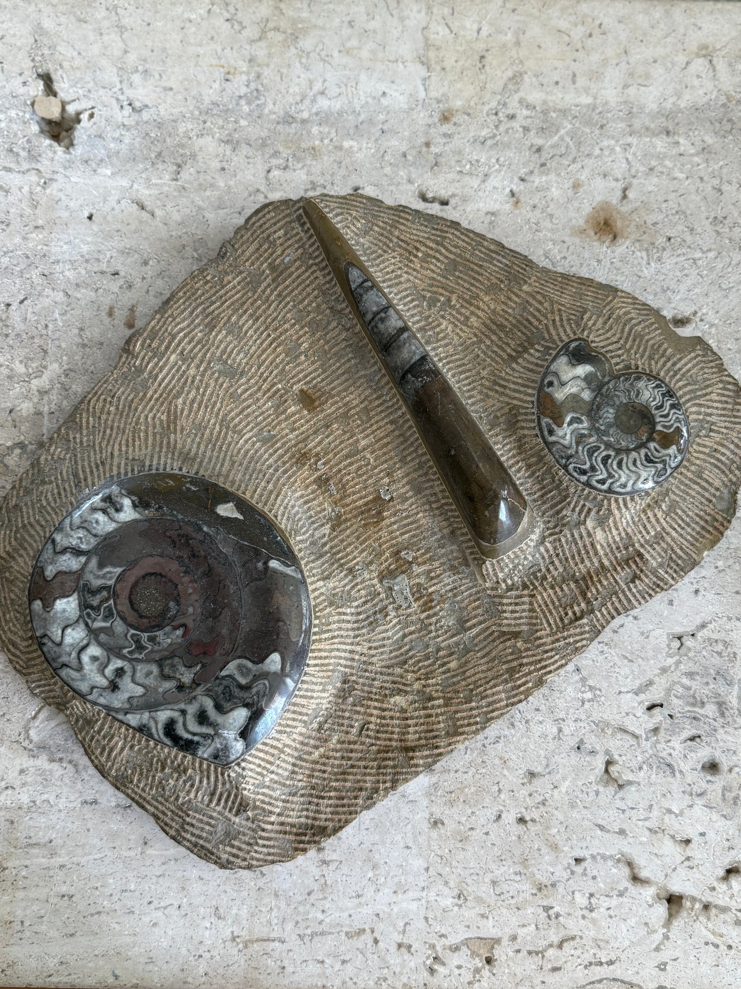 Large Decorative Plaque Encasing Fossils