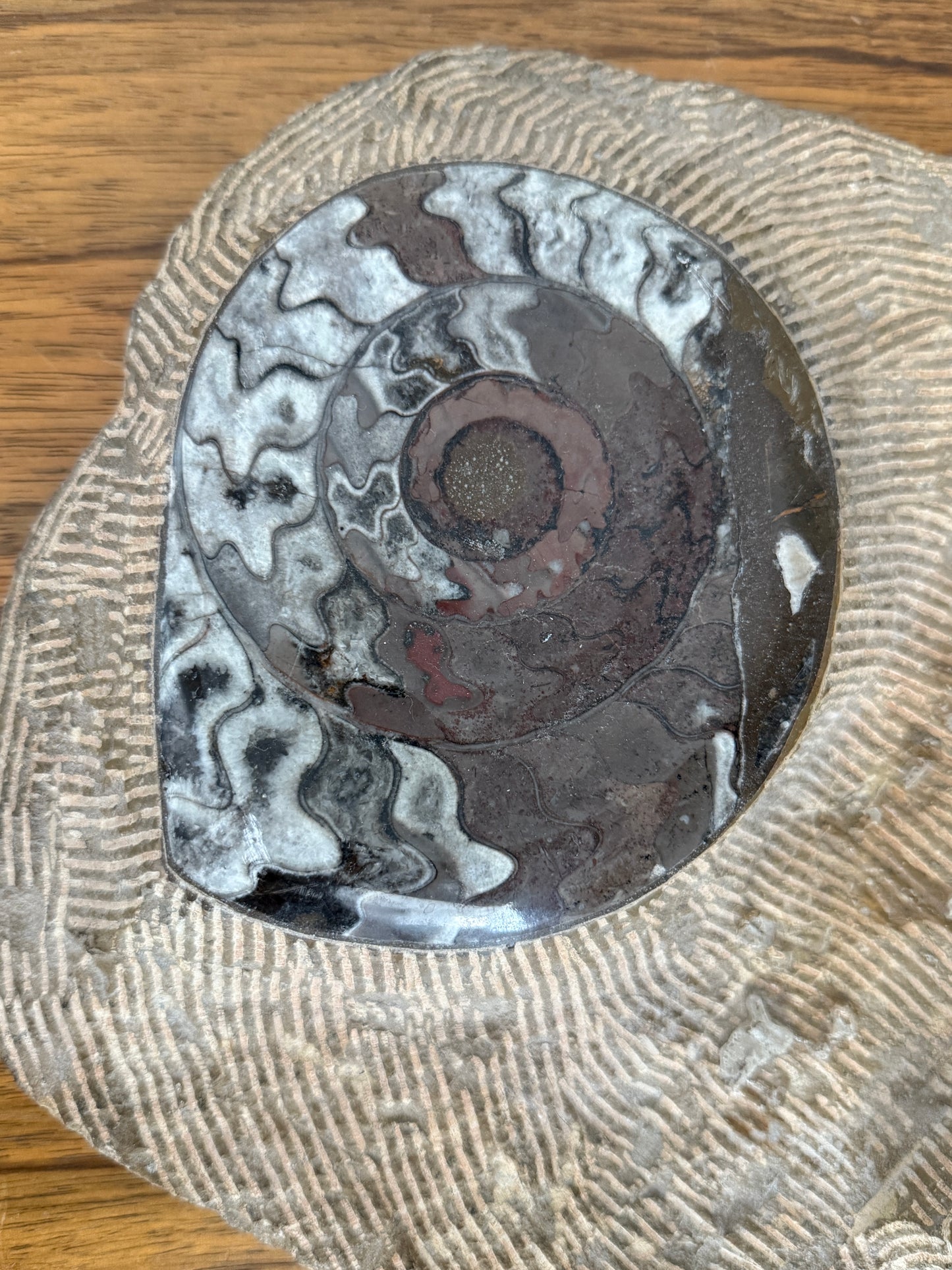 Large Decorative Plaque Encasing Fossils