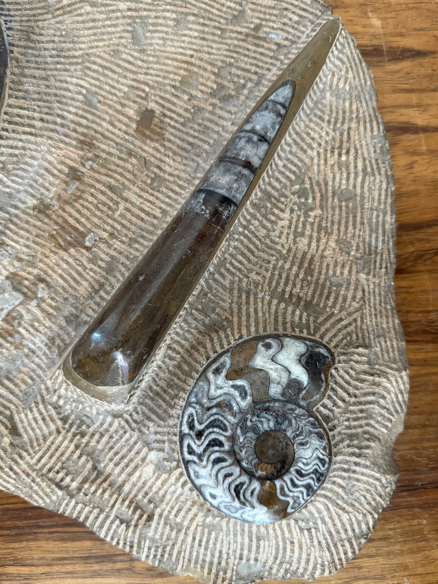 Large Decorative Plaque Encasing Fossils