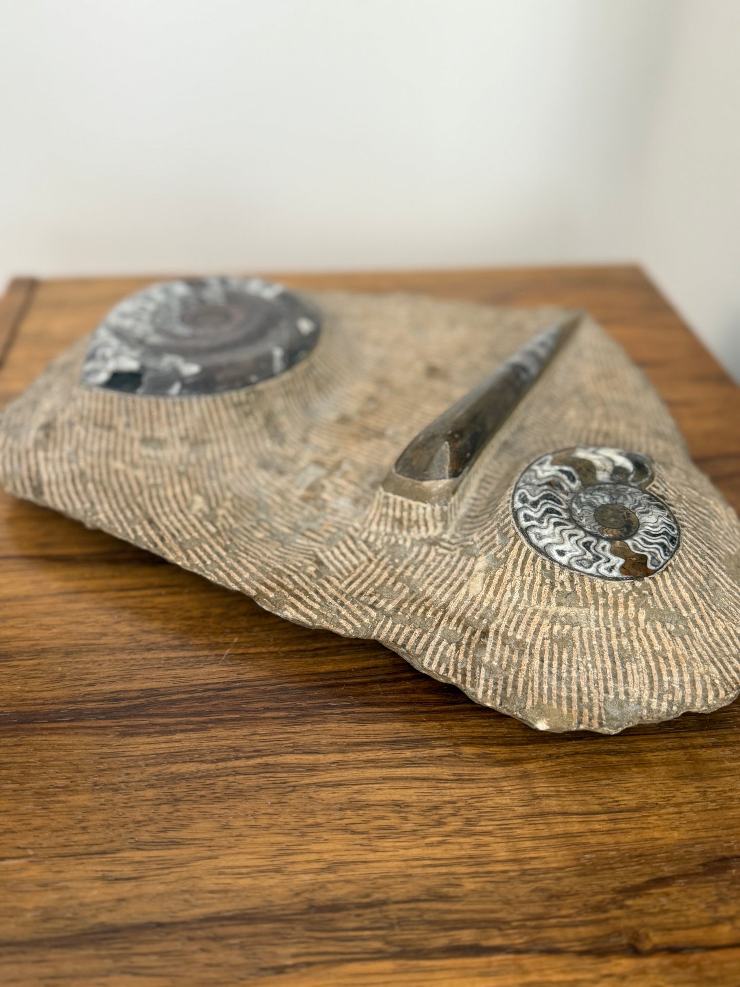 Large Decorative Plaque Encasing Fossils